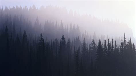 🔥 [44+] Foggy Forest Wallpapers | WallpaperSafari