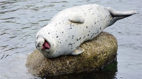 Amazing Water Seal Cute Baby Seals Doing Funny Things Compilation