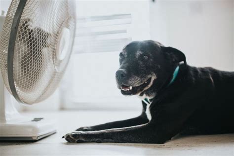 Tosa ameniza o calor dos pets Veterinária explica e dá dicas de como