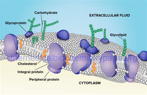 Structure of the Lipid Bilayer in a Plasma Membrane