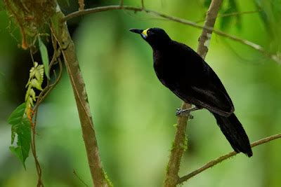 Most Terrifying Amazing Creatures On Earth Long Tailed