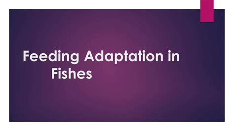 Solution Feeding Adaptation In Fishes Part 1 Studypool