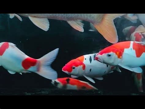 Cara Merawat Dan Memelihara Ikan Koi Di Aquarium Agar Cepat Besar