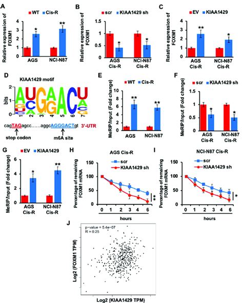 Effect Of Kiaa On Regulating Foxm Expression A The Mrna Level