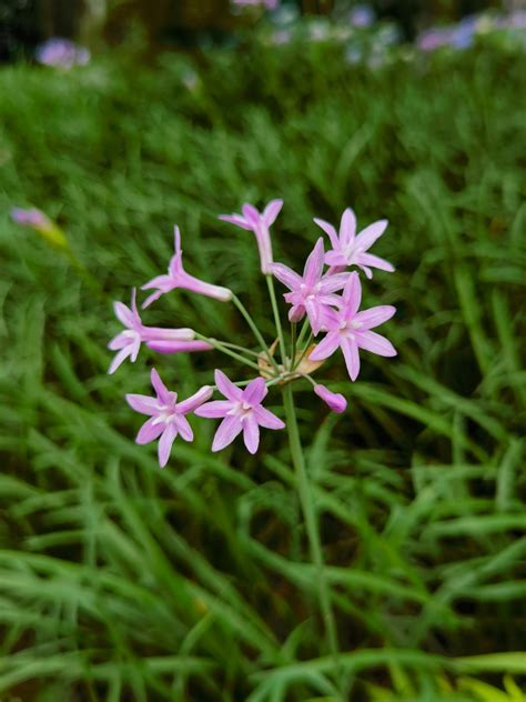 科学网—20230516——紫娇花（tulbaghia Violacea） 栗茂腾的博文