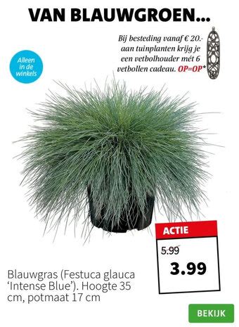 Blauwgras Festuca Glauca Intense Blue Aanbieding Bij Intratuin