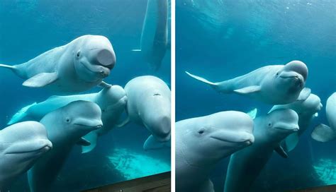 Marineland Canada Threatens To Euthanize 30 Whales if Canada Doesn’t