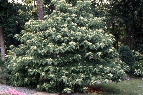 Clerodendrum trichotomum | Landscape Plants | Oregon State University