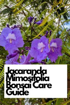 Jacaranda Mimosifolia Bonsai Care Guide Ideas In