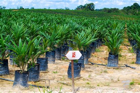 FACT FILE – Indonesia world leader in palm oil production - CIFOR-ICRAF ...