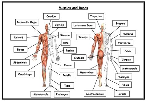 Gcse Pe Ocr Combined Muscles And Bones Worksheet Includes