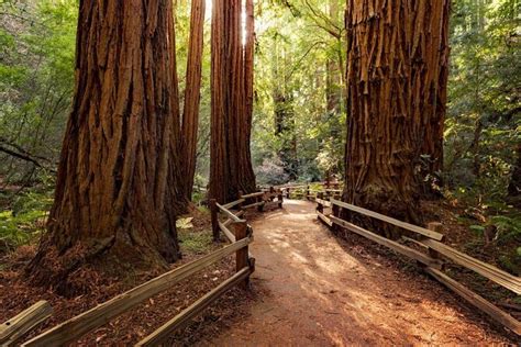 Muir Woods San Francisco Tickets And Tours 2024