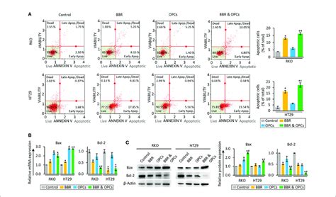 Bbr And Opcs Promoted The Cell Apoptosis In Colorectal Cancer Cell