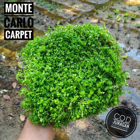 Jual Monte Carlo Karpet Tanaman Aquascape Tanaman Dasar Aquarium