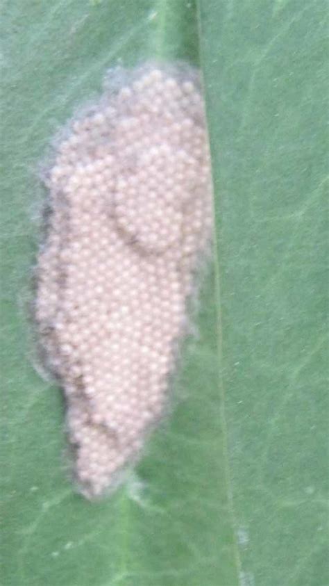 Help Indentifying Little Brown Eggs And Bugs On Cassia Butterflies