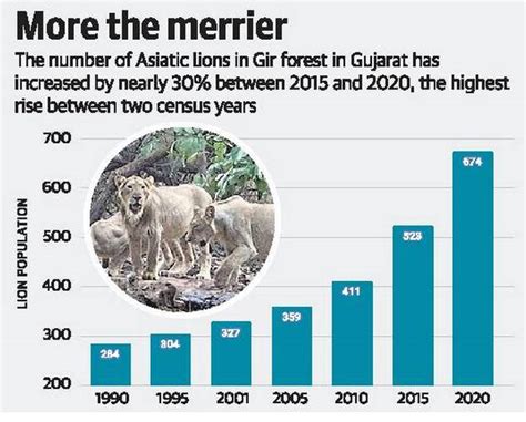 Asiatic Lions Population Risen By 29 Over Five Years Gs Score