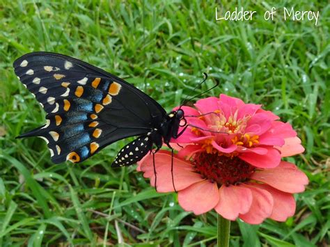 Ladder Of Mercy Our Black Swallowtail Butterflies A Timeline Of Their Life Cycle