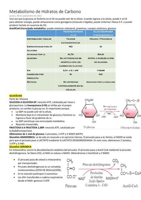 Metabolismo De Hidratos De Carbono Ana Enrique UDocz