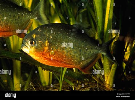 Pira A Roja Pygocentrus Nattereri Carachidae Sudam Rica Fotograf A De