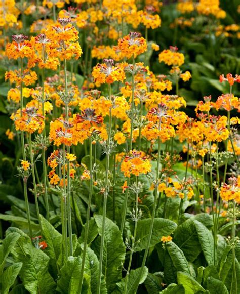 Buy Rare, Unusual & Exciting Plants | Hayloft Primula bulleyana