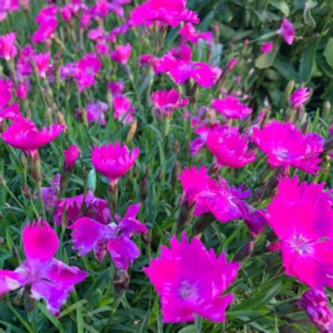 Dianthus Kahori 3l Les Jardins Gourmands Inc