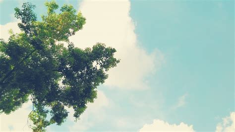 Free Images Tree Nature Branch Cloud Sky Field Meadow Sunlight