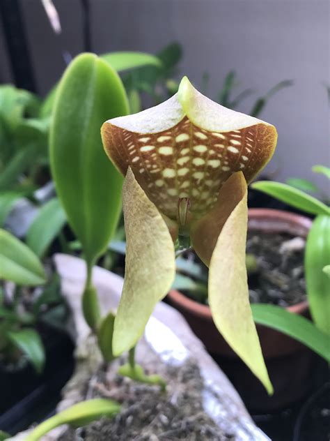 Bulbophyllum Grandiflorum Houston Orchid Society Conservation