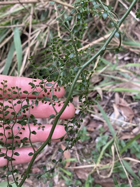 Scrambling Caper From Cliveden Ave Oxley Qld Au On June At