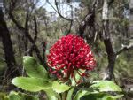 Waratah Telopea Australian Native Growing Guide Agt