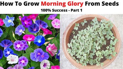 How To Grow Morning Glory From Seeds Back Gardener