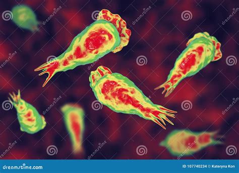 Cerveau Consommation De L Infection D Amibe Trophozites Du Fowleri De