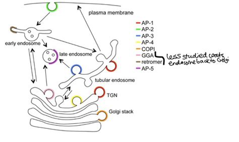 8 Regulation Of Vesicular Trafficking Flashcards Quizlet