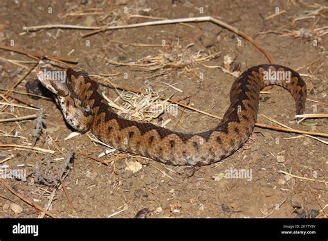 The Horned Viper Long Nosed Viper Nose Horned Viper Sand Viper