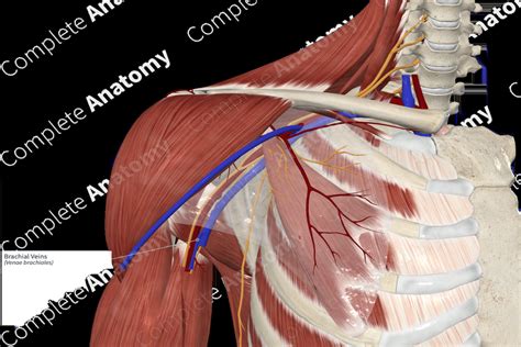 Brachial Veins Complete Anatomy