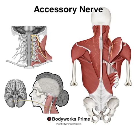 Trapezius Muscle Anatomy Bodyworks Prime