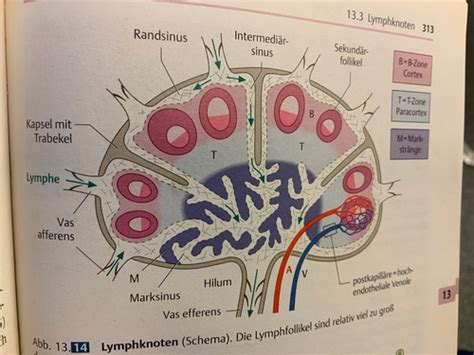 Haut Und Lymphknoten Flashcards Quizlet