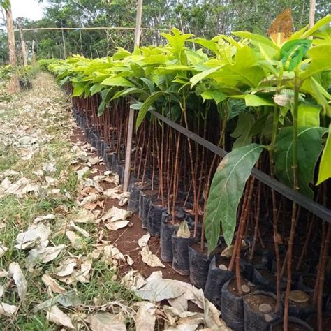 Jual Bibit Pohon Sukun 15 Cm UP | Agro Bibit ID