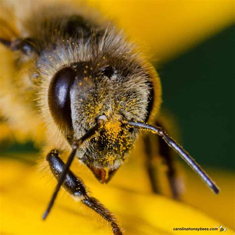 The Honey Bees Antennae Carolina Honeybees