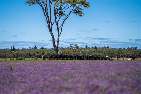 Um Campo De Flores Roxas Uma Rvore Em Primeiro Plano E Um Rebanho