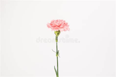 Pink Carnation Mother`s Day Blessing Flowers Stock Image Image Of