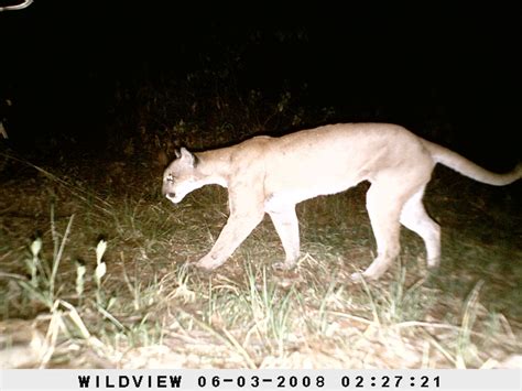 Puma desde Cuautitlán de García Barragán MX JA MX elmartes 03 de