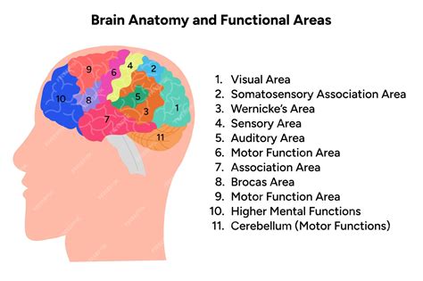 Area Do Cerebro - Diagrama de áreas funcionais do córtex cerebral anatomia do cérebro ...