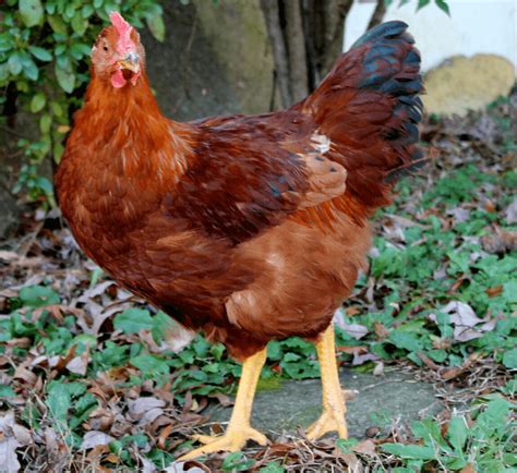 Rhode Island Red Vs New Hampshire Red Meyer Hatchery Blog