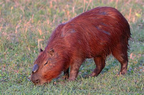 File:Capybara (Hydrochoerus hydrochaeris) alpha male.JPG - Wikimedia