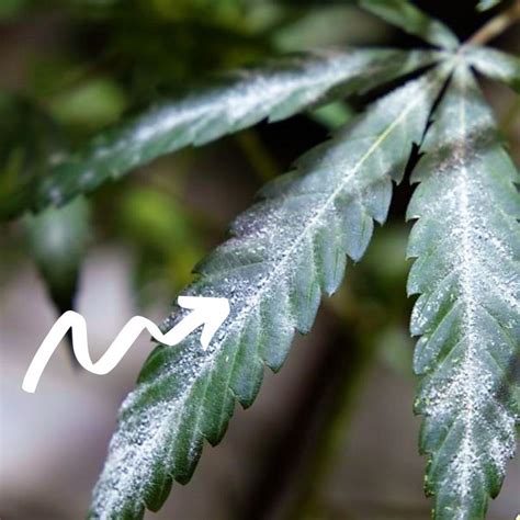 Oídio En La Planta De Marihuana ¿qué Son Estas Manchas Blancas Y Cómo Eliminarlas Guía