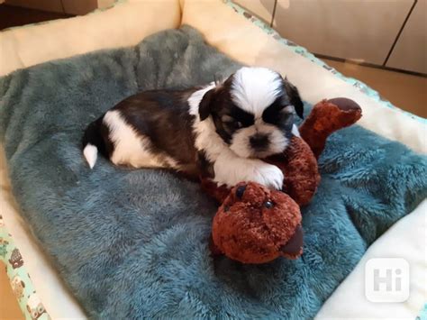 Shih Tzu Tricolor Bazar Hyperinzerce Cz