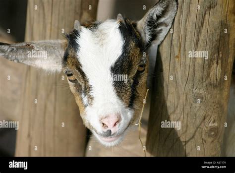 Ziege Goat Stock Photo Alamy