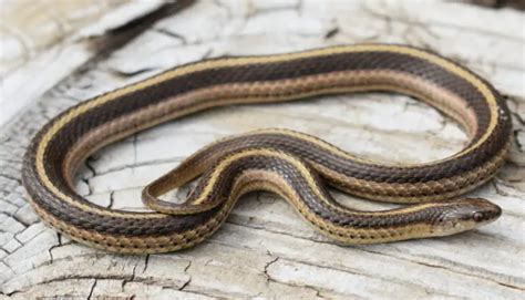 37 Black Snakes with Yellow Spots (Pictures and Identification)