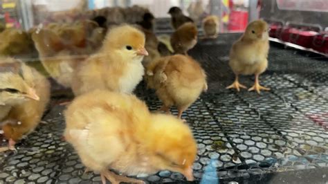 Tractor Supply Chicks Chickens Turkey Birds Animals Small Baby 03 19