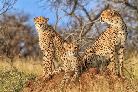 5 Reasons Every Photographer Should Go On An African Safari - 500px